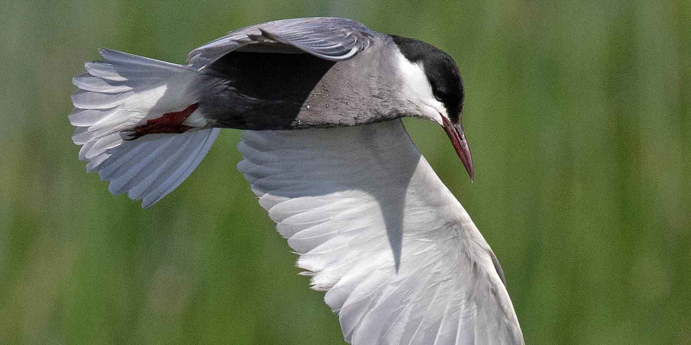 ECOC Lecture: Saving Birds to Save the Planet